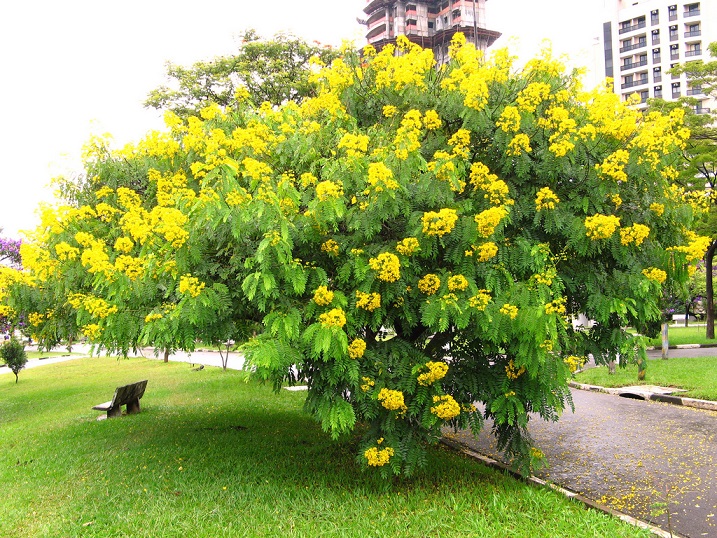 Acacia Carnaval