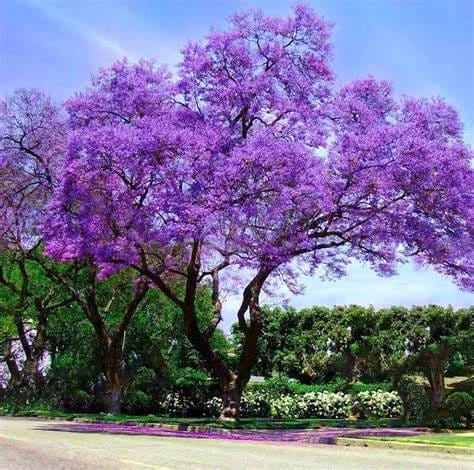 Jacarandá
